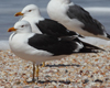 1cy fuscus in August, ringed in Finland. (81365 bytes)